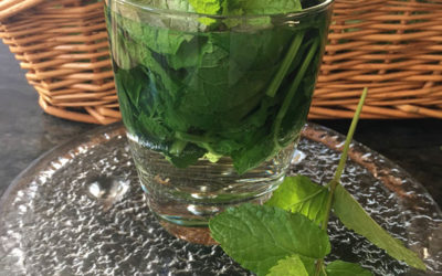 How to Make Fresh Mint Tea and 100% Profit