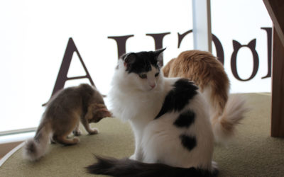 7 Best Cat Cafes in Tokyo