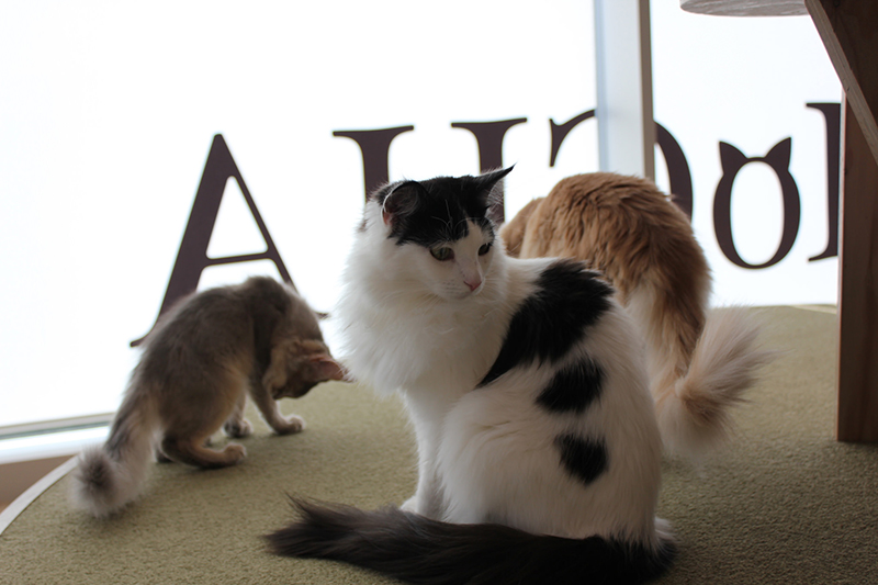 7 Best Cat Cafes in Tokyo